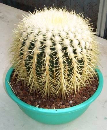 Echinocactus_grusonii